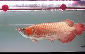Arwana super red