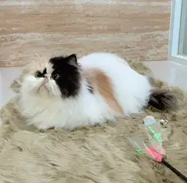 Persian Calico Peaknose 5 bulan