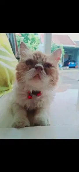 Flatnose jantan oyen lucu