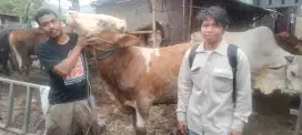 Sapi no 1 di Indonesia limousin