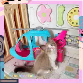 Kucing Ragdoll x Himalaya Betina Chocolate Cinnamon White