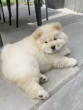 DIJUAL ANJING CHOW CHOW