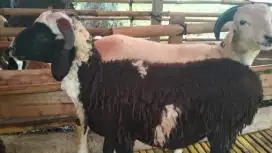 Jual Domba Kurban 2JT Promo