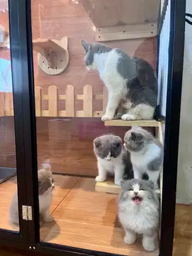 Anak Kucing Kitten British Shorthair BSH Bicolor Blue
