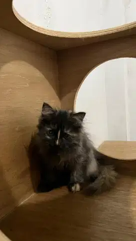 persia mix kitten