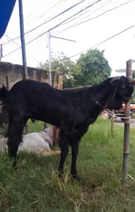 Jual kambing kurban