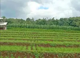 TANAH KEBUN MURAH AKSES MOBIL DI CIMAUNG BANJARAN