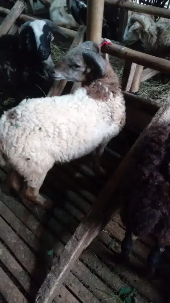 Domba aqiqah padasuka