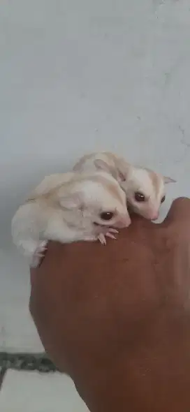 Sugar glider creamino joey jantan