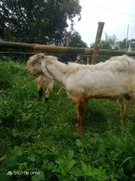 Jual kambing kurban