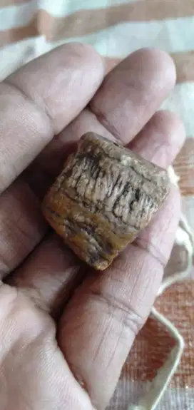 Batu fosil gigi (bem / geraham) kerbau bule (landoh)