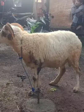 Jual Domba & Kambing & Qurban & Aqiqah (Murah Meriah Broo!)