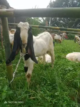 Jual kambing kurban