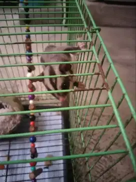 Jual suger glider jantan