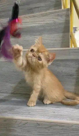 Kucing Kitten Persia Peaknose