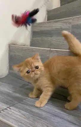 Kucing Kitten Persia Peaknose