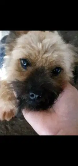 Anjing mix nurut