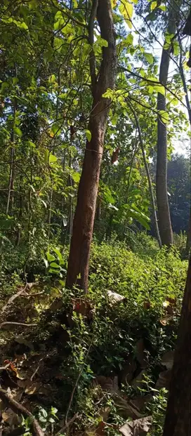 jual borongan kayu jati