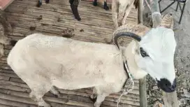 Jual Domba Kurban Bandung