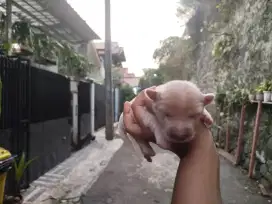 Anak Anjing Corgi mix