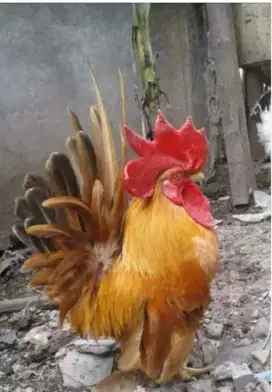 Coba nawarin ayam Kate