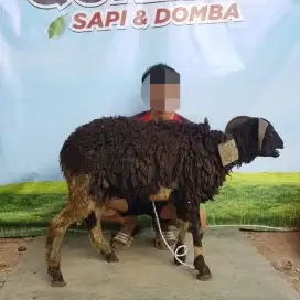 Jual Domba Murah 2Jtan