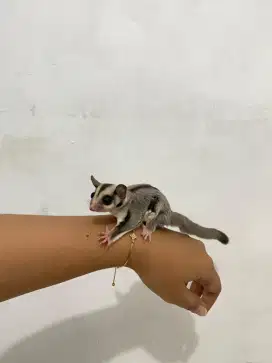 Sugar Glider Clasic Grey