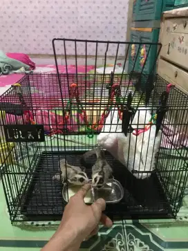 Sepasang Sugar Glider WF