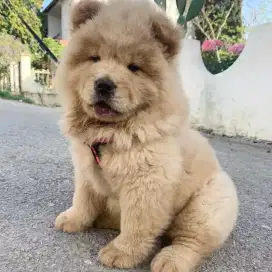 DIJUAL ANJING CHOW CHOW