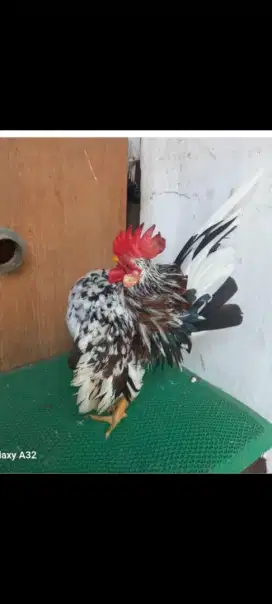 Ayam serama jantan rinting ori