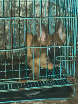 Belgian Malinois betina