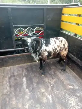 Jual sapi kurban dan domba