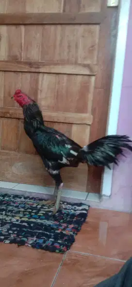 Ayam Pama  win 5 x siap arena Joss Taji Super line import