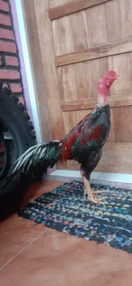 Ganoi Pama 1q pukul sadis . Sisik matahari bulat super zozz Abar 3 x
