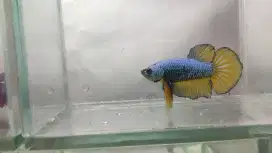 Ikan cupang plakat