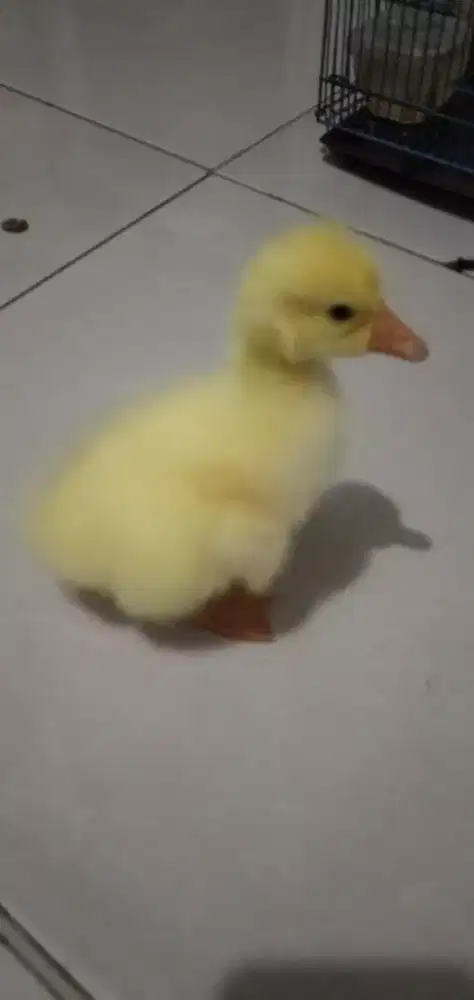 Anak Angsa Hibrida