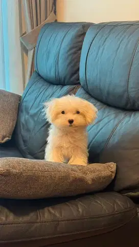 Anjing Mini Maltese