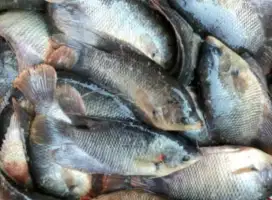 Gurami fresh/segar