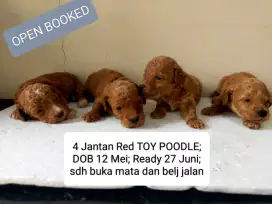 4 jantan red toy poodle