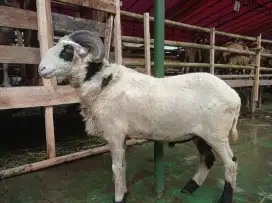 Jual Domba Sapi Lokasi Cimahi utara Kolmas Dekat pasar atas
