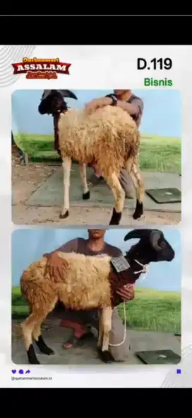 Nego, domba dan sapi kurban