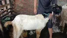 Jual Kambing qurban