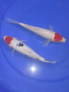 Koi Paketan Tancho