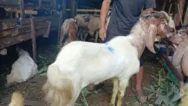 Kambing qurban berkualitas