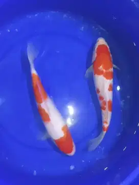 Koi Paketan Kohaku 33cm