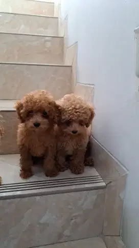 Open Adopt Anjing Tiny Poodle Jantan