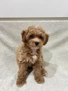 Open Adopt Anjing Tiny Poodle Jantan