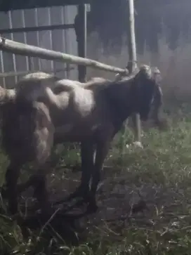 Jual kambing kurban