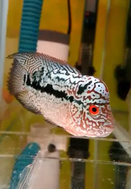 Jual Ikan Lohan/Louhan Super Red Kamfa F2 VVIP import 3,5-6cm, bs nego