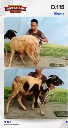 Pemeriksaan kesehatan sapi dan domba